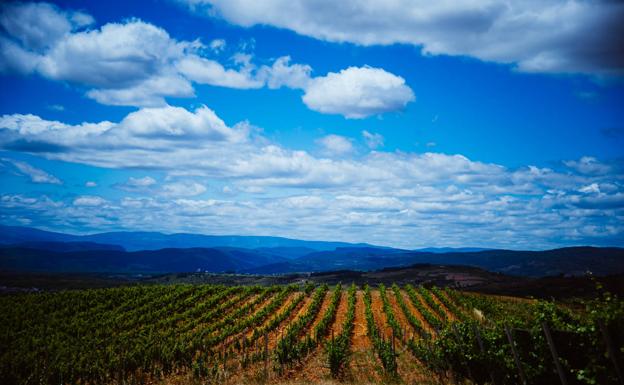 Imagen principal - El paisaje es un inigualable atractivo de la Ruta del Vino Bierzo Enoturismo, junto a platos y productos como el botillo y los vinos. 