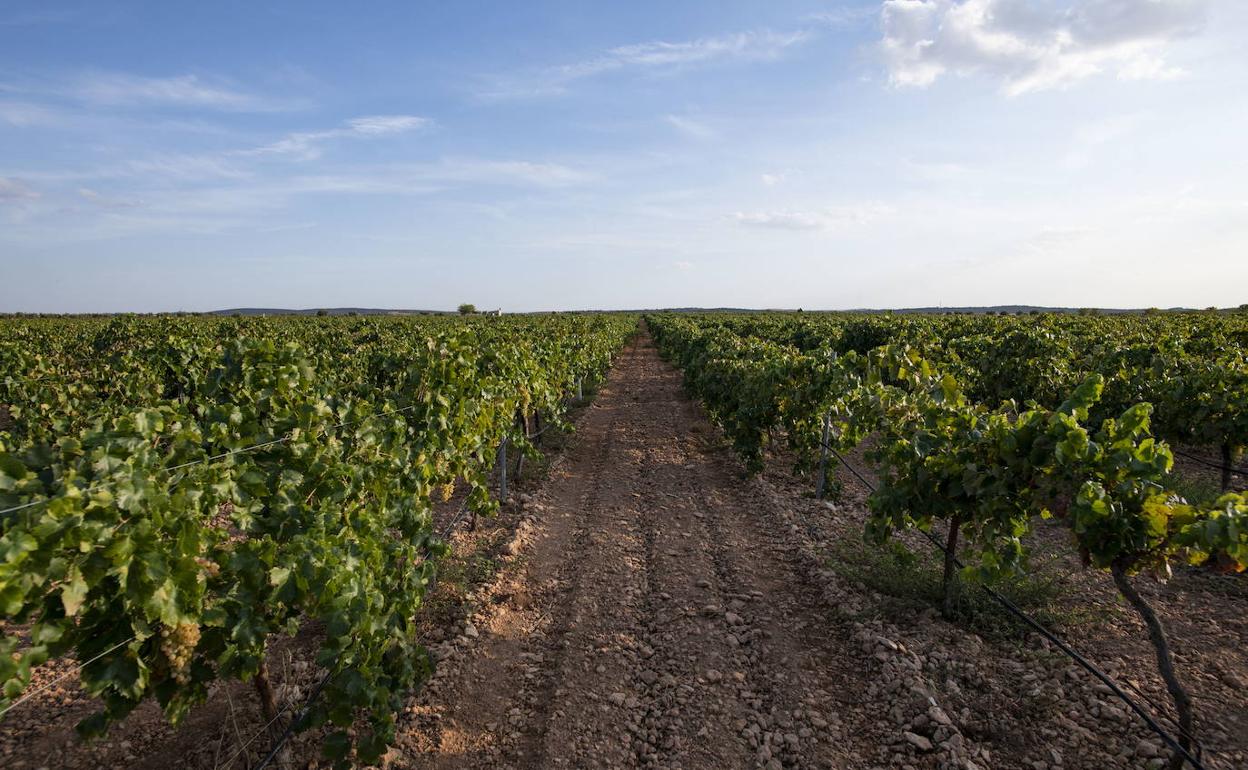 Pérdidas alimentarias en el agro