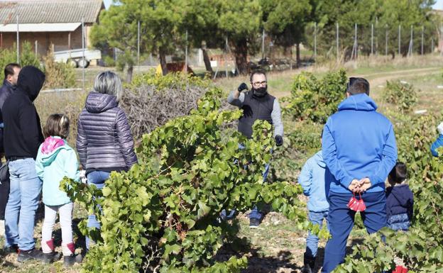 Imagen principal - Vendimia en familia, una cata en el campo y ejemplo de la gastronomía y los vinos de la Ruta del Vino Cigales. 