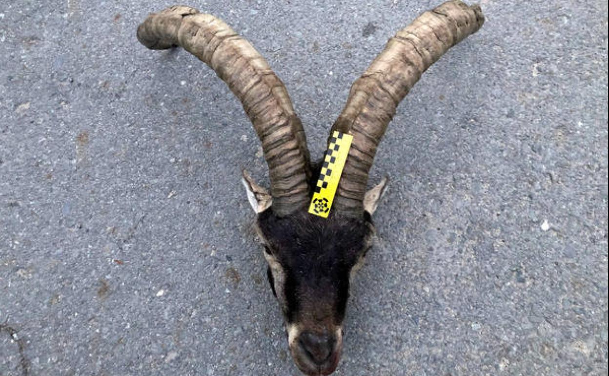 Uno de los trofeos intervenidos,