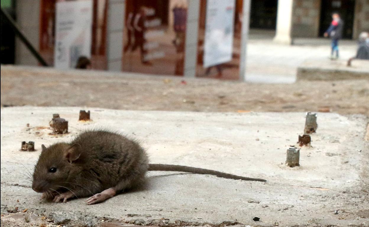 Los vecinos denuncian la presencia de ratas junto a la avenida del ...