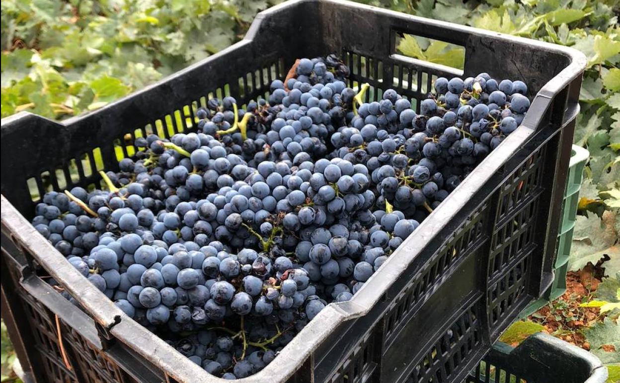 La vendimia en la DO Toro bate récord y roza los 23,4 millones de kilos de uva