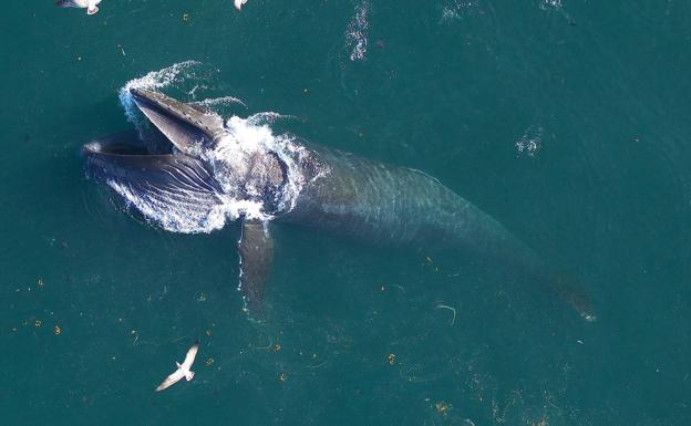 Galería. Así se alimenta la majestuosa ballena azul.