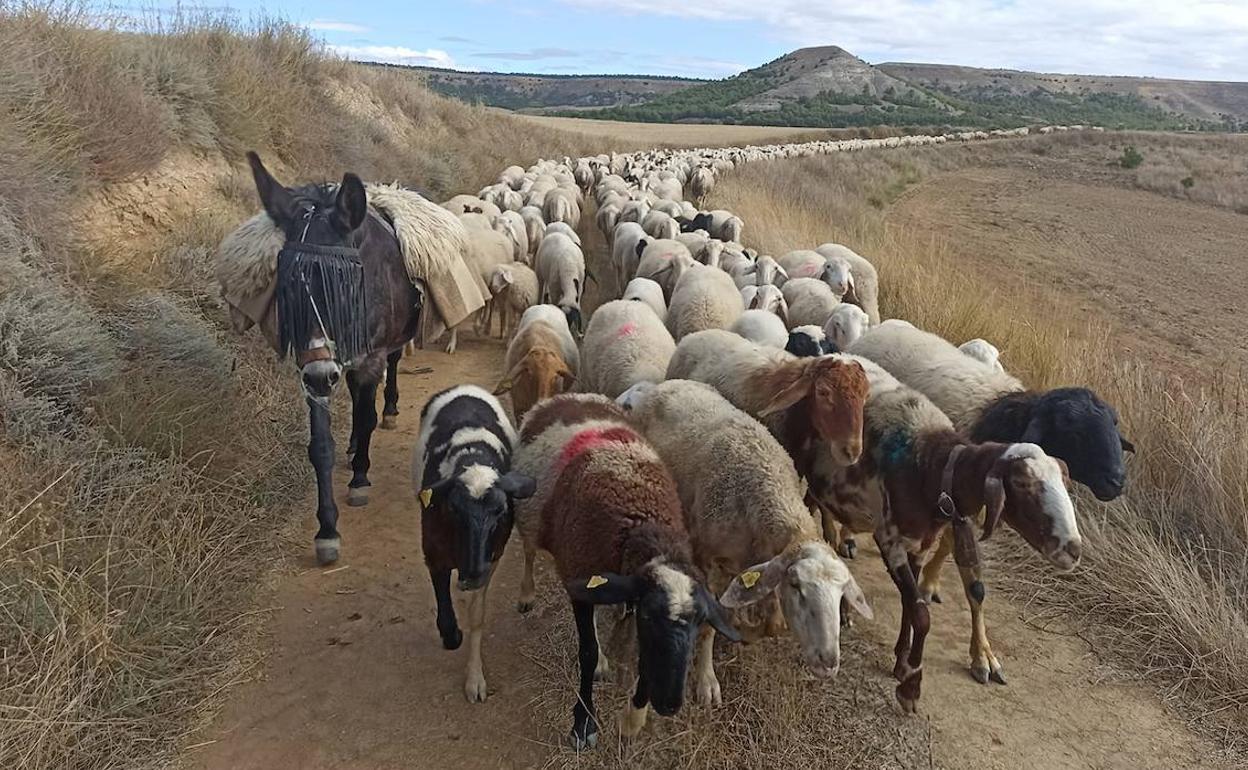 Rebaño de ovejas por el camino de la trashumancia. 