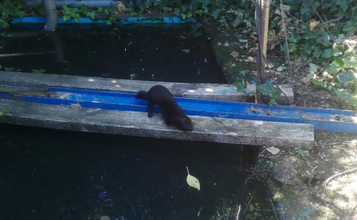 Visón que está matando gallinas y gallos en una finca de Dueñas. 