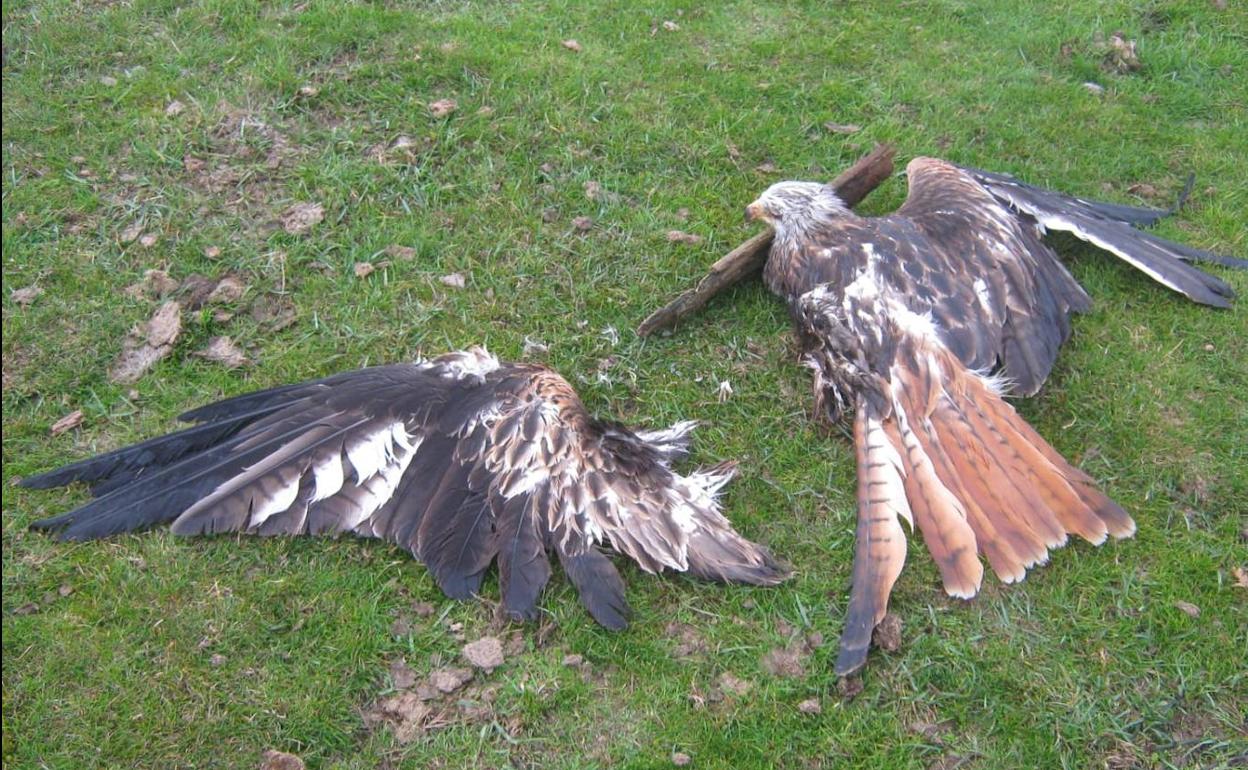 Las dos aves muertas. 