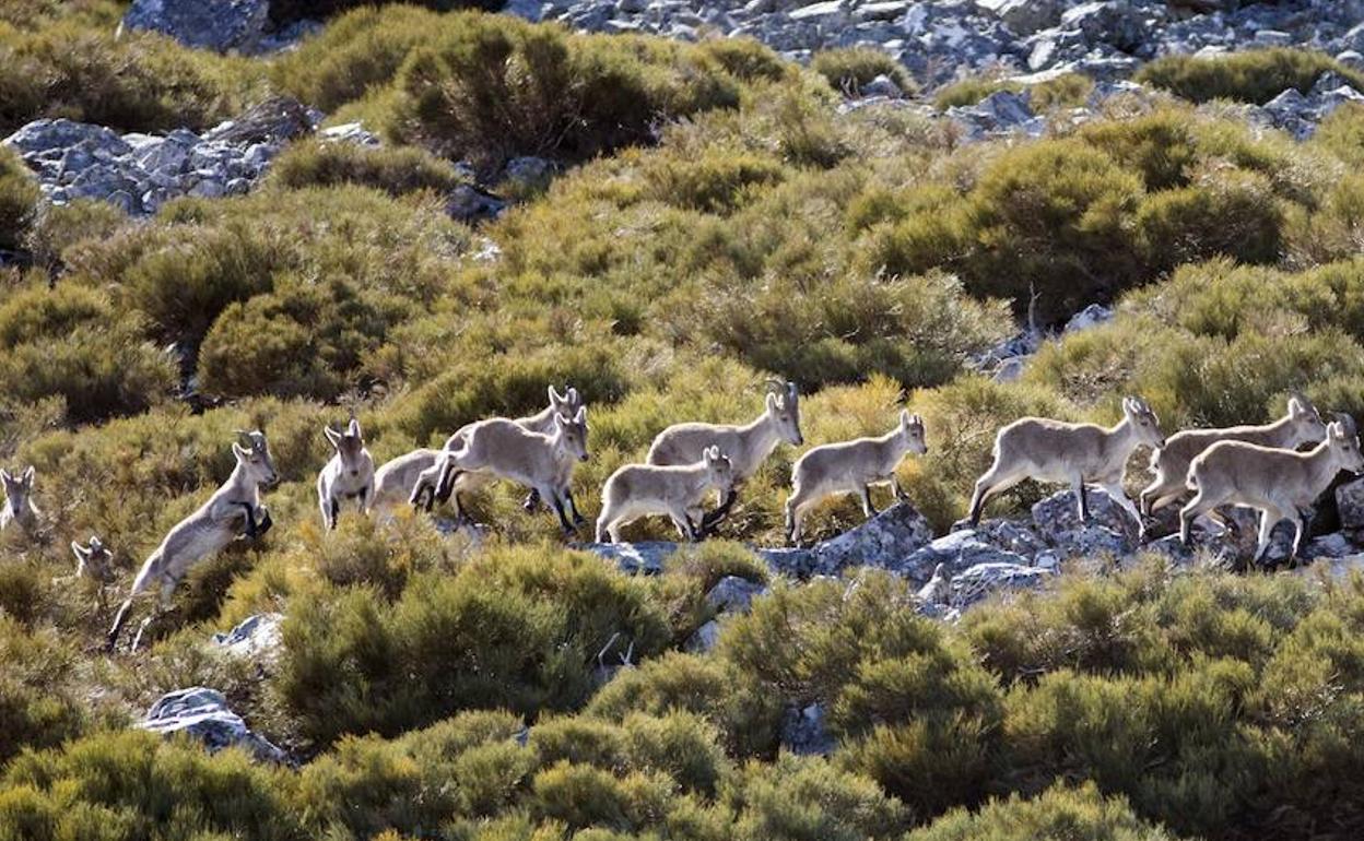 La cabra montés de la reserva de caza de Las Batuecas, una especie a controlar por su crecimiento exponencial. 