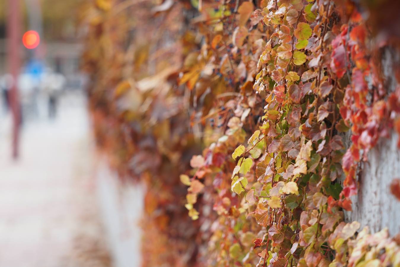 Fotos: El frío de otoño se instala en Valladolid