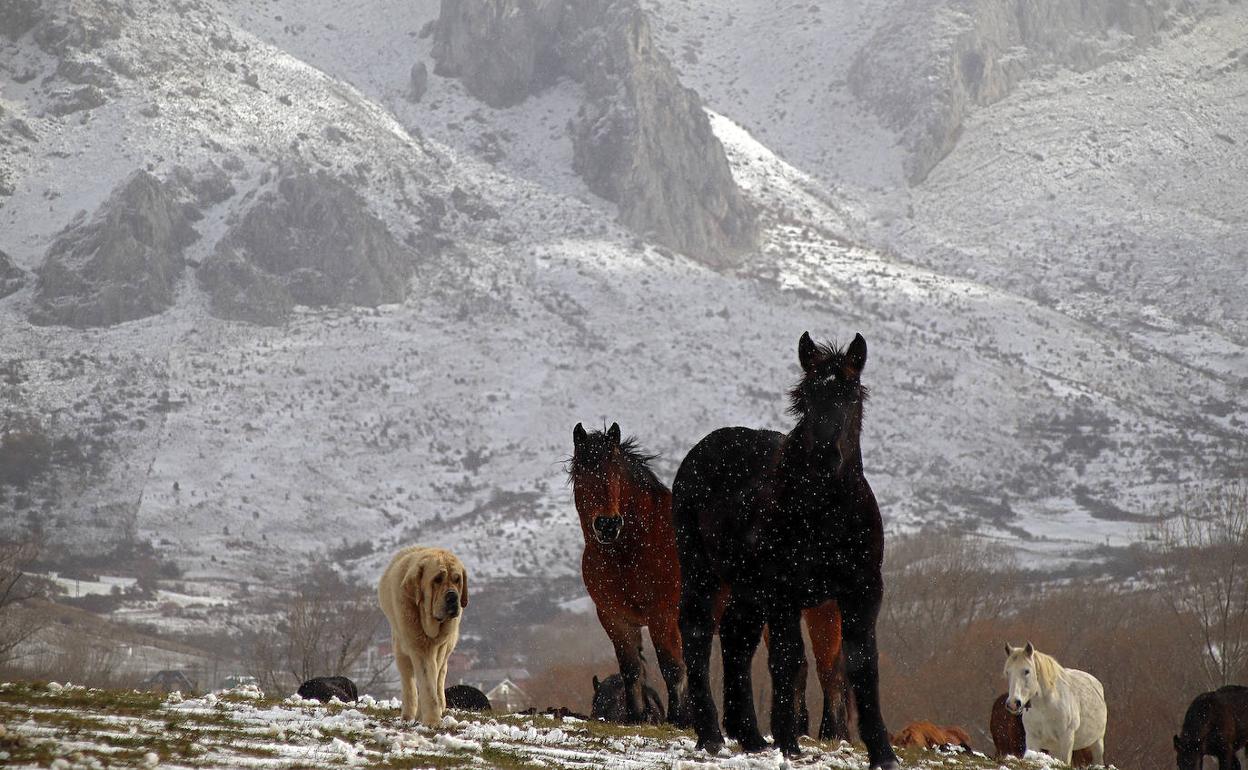 La nieve comienza a caer sobre la comarca de los Argüellos (León).