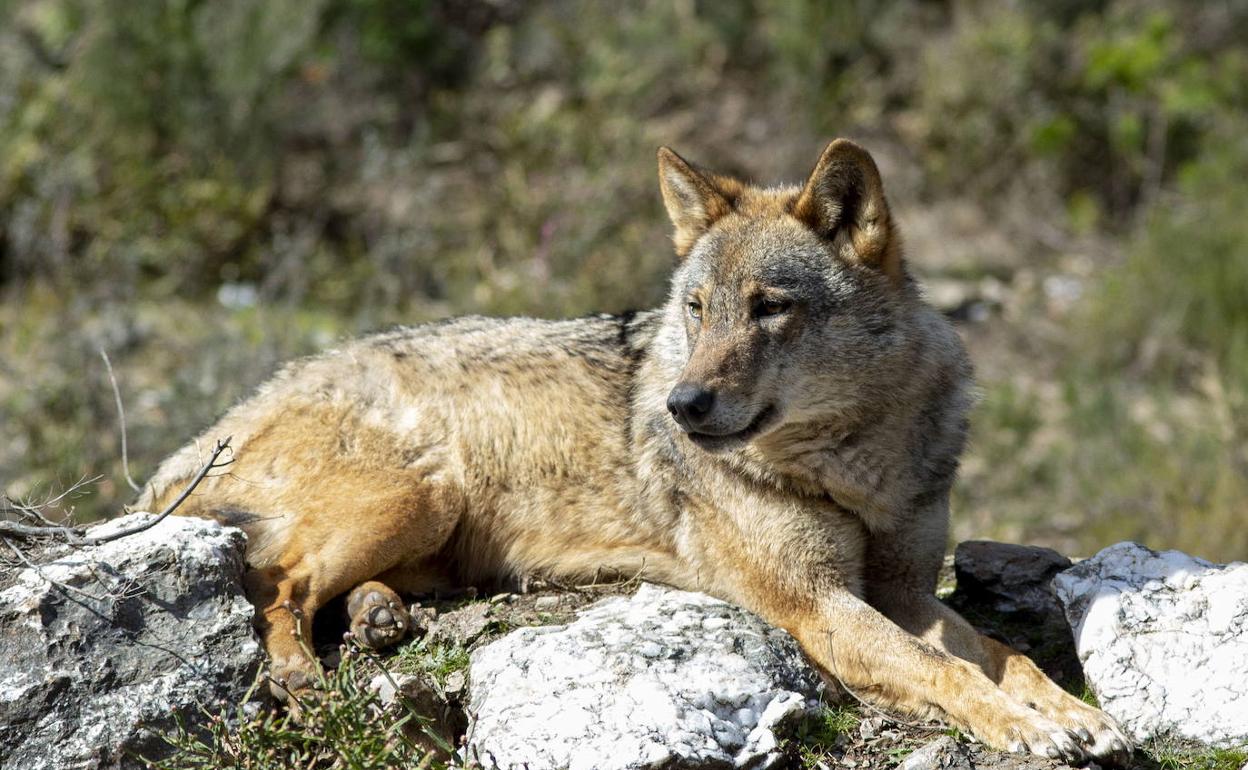 Ejemplar de lobo ibérico del centro Félix Rodríguez de la Fuente de Puebla de Sanabria.