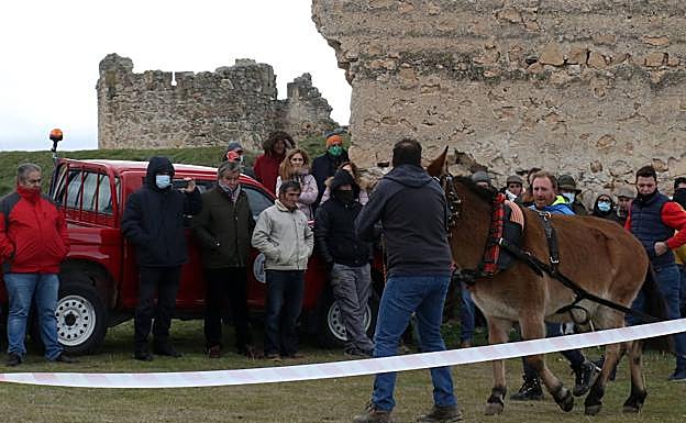 Prueba de arrastre de caballos y mulos en Turégano, este domingo. 