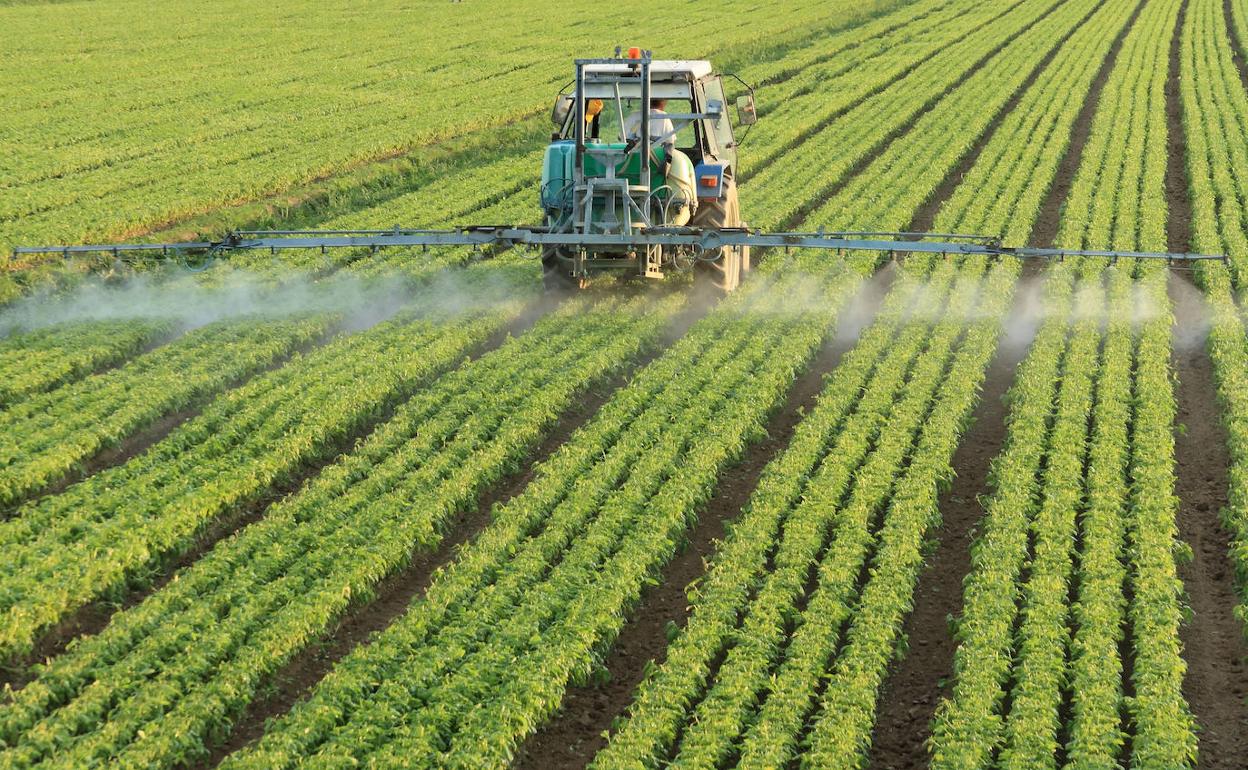 Trabajos agrícolas. 