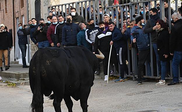Asistentes al encierro urbano citan al astado desde una de las talanqueras del recorrido
