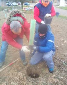 Imagen secundaria 2 - Palazuelo de Vedija reforesta una parcela con más de 160 árboles y arbustos