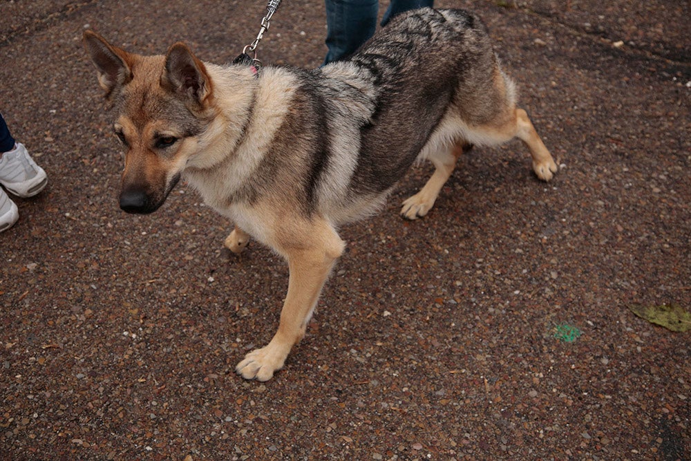 Carbajosa de la Sagrada corre bajo la niebla con sus "Kilómetros Solidarios"