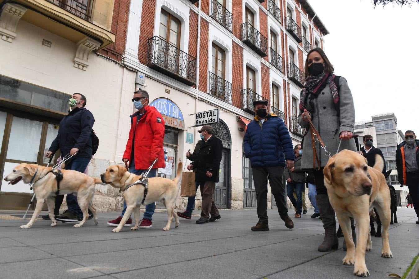 Fotos: Marcha en Valladolid para visibilizar la labor de los perros guía de la ONCE