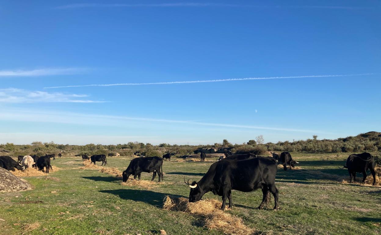 Ganado morucho en la provincia de Salamanca. 