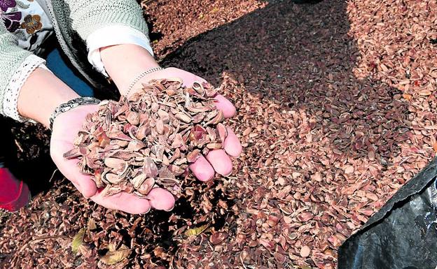 Envasado de piñones en una planta de Pedrajas de San Esteban.