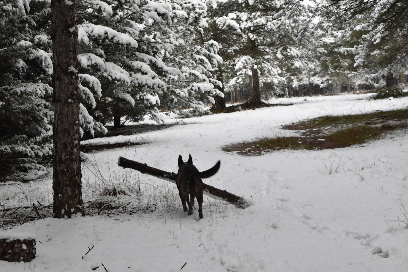 Fotos: Nevada en Aguilar de Campoo