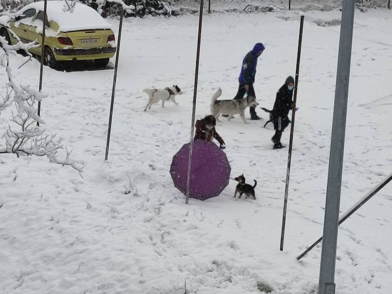 Fotos: Nevada en Guardo