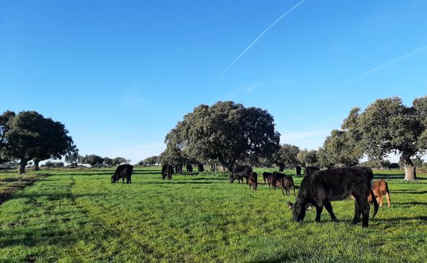 Las vacas de Sergio Nieto pastan en al zona de Ledesma, Salamanca.