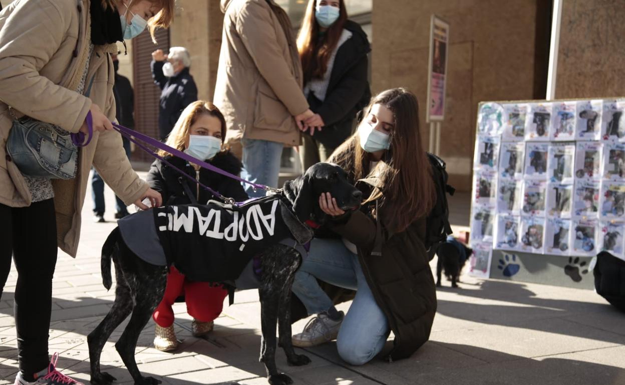 Voluntarios de la protectora con uno de los perros a los que están buscando una casa de acogida. 