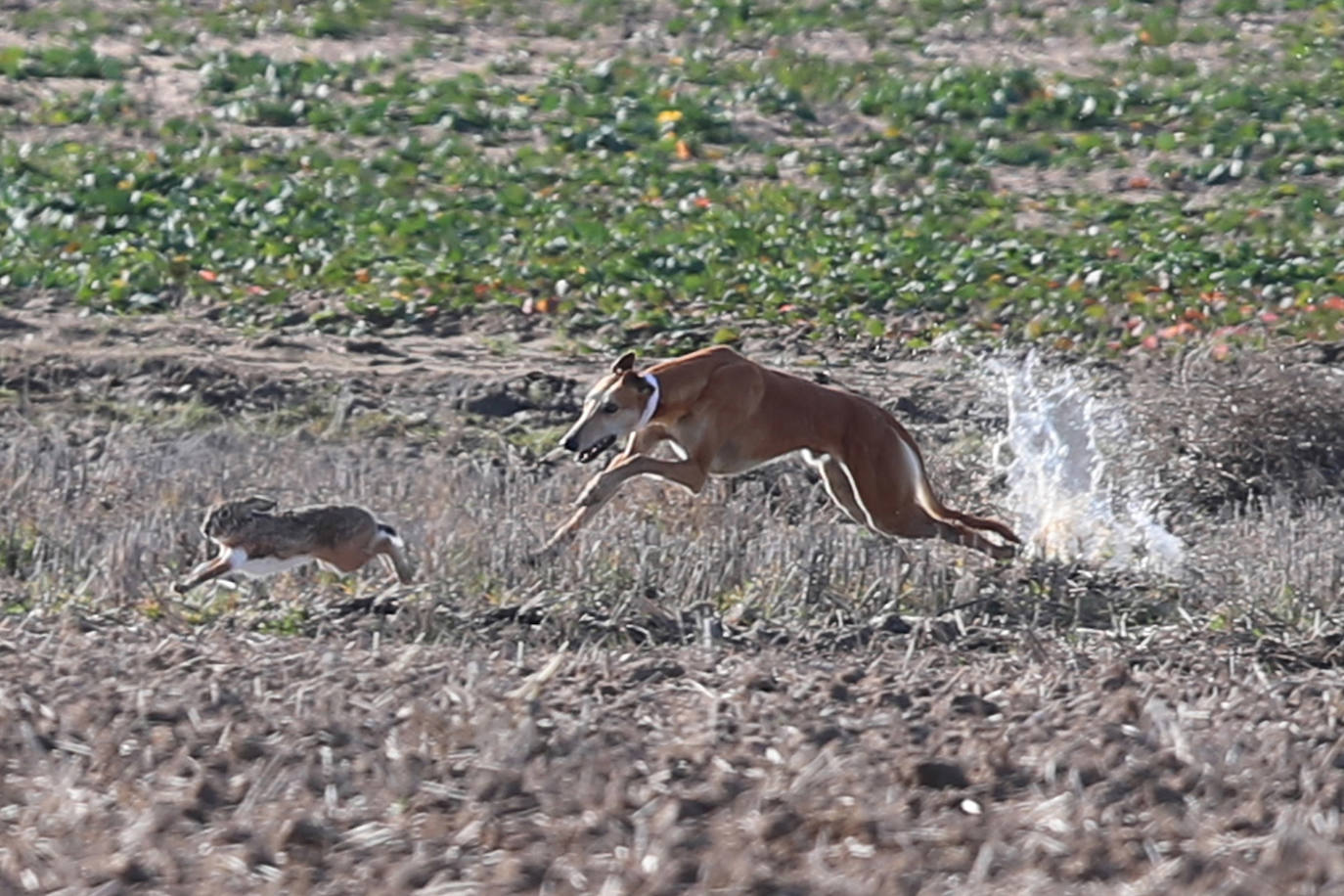 Fotos: Campeonato Nacional de Galgos en Medina del Campo
