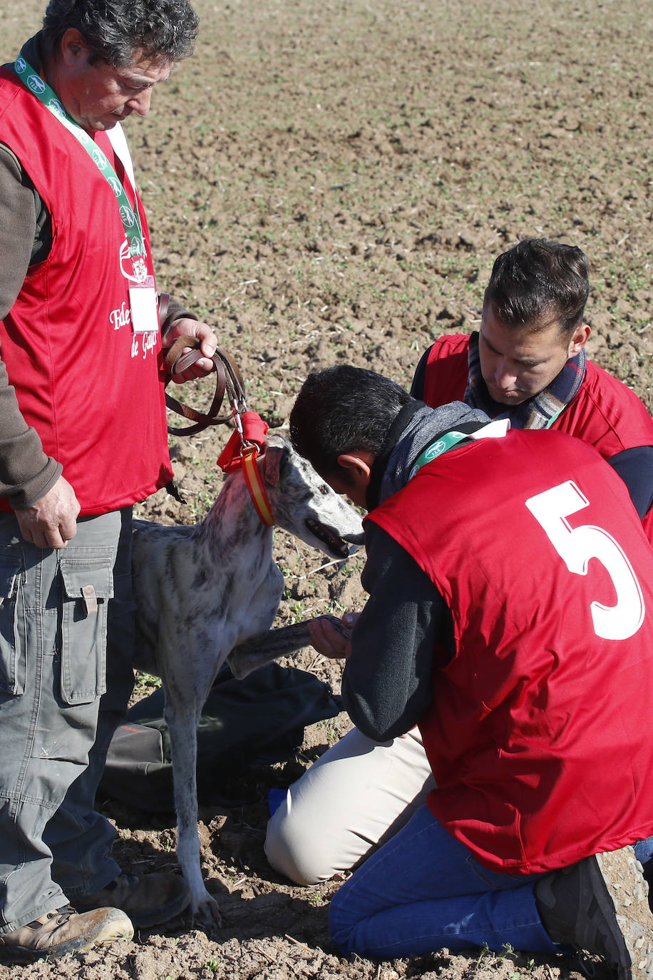 Fotos: Campeonato Nacional de Galgos en Medina del Campo