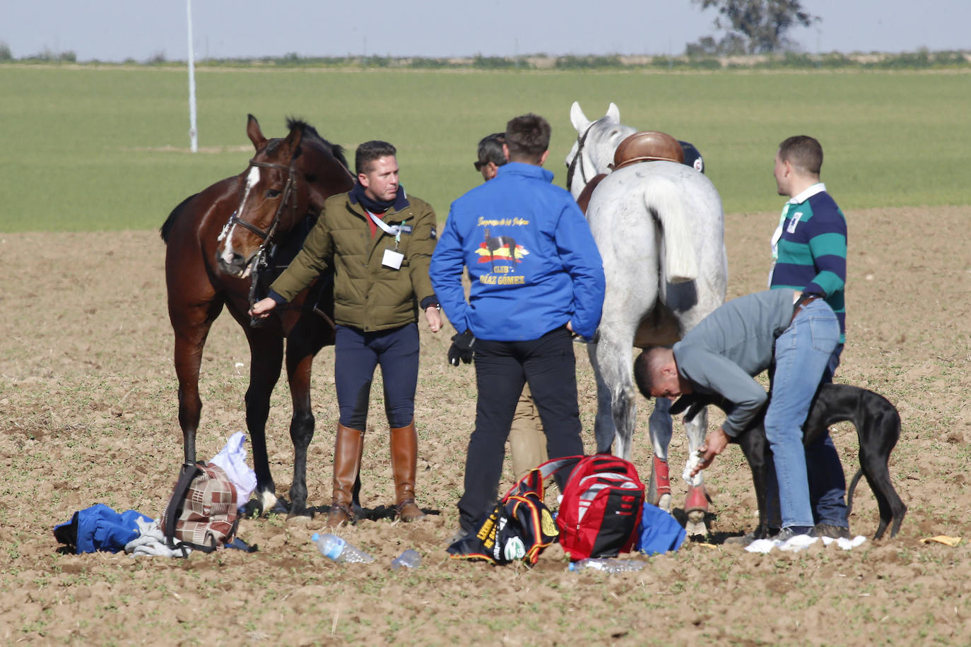 Fotos: Campeonato Nacional de Galgos en Medina del Campo