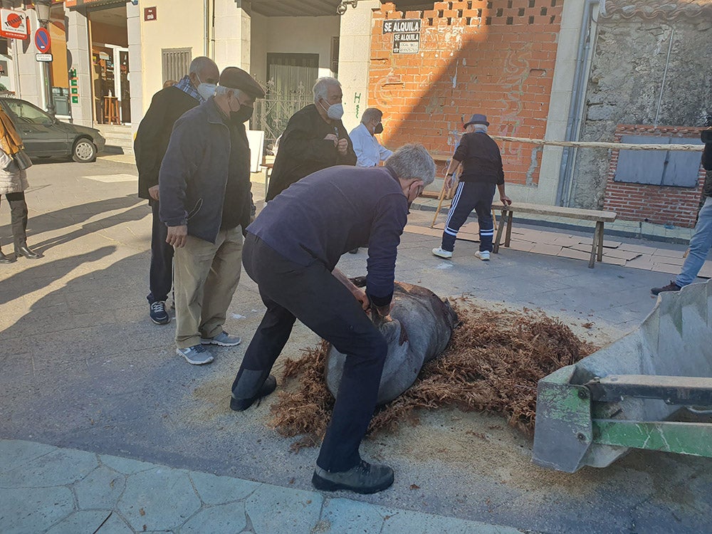 Linares de Riofrío y Las Casas del Conde celebran su tradicional matanza para disfrute de vecinos y visitantes 