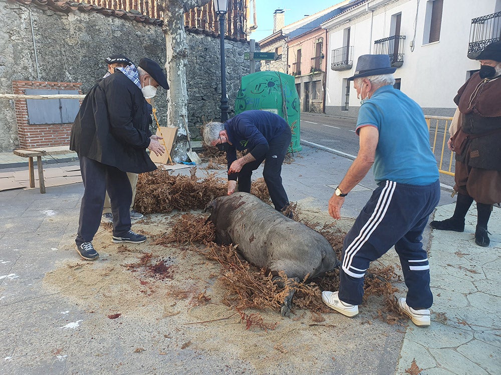 Linares de Riofrío y Las Casas del Conde celebran su tradicional matanza para disfrute de vecinos y visitantes 