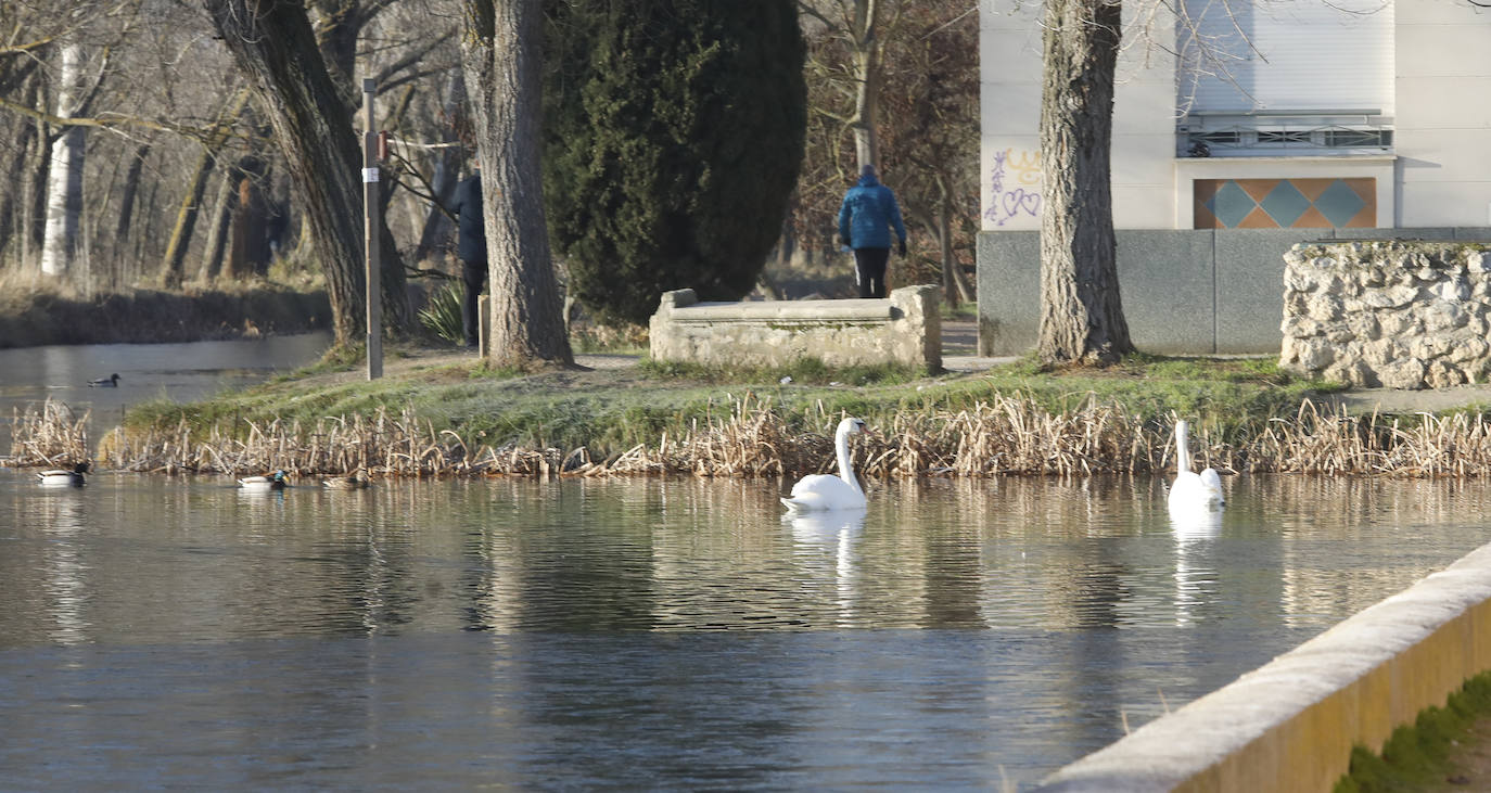 Fotos: Los termómetros caen en Palencia