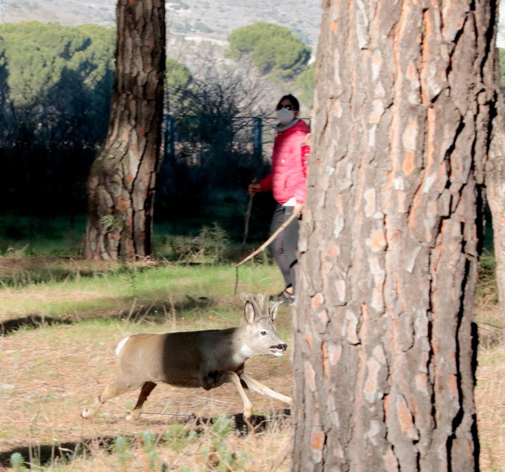 Fotos: Corzos y humanos conviven en el pinar de Traspinedo