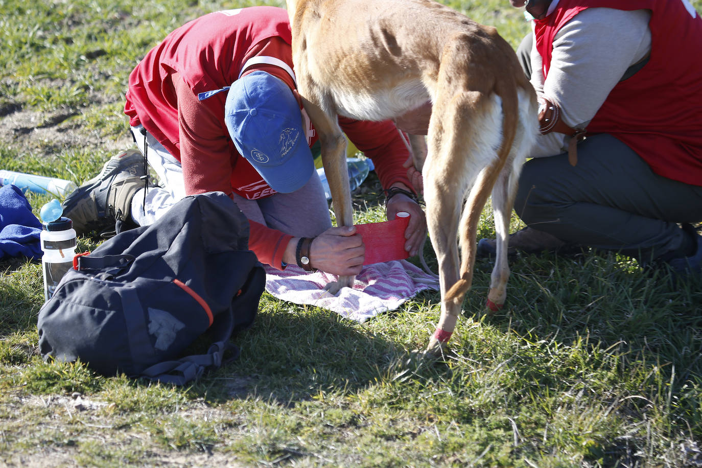 Primera jornada de cuartos de final del Campeonato Nacional de Galgos. 