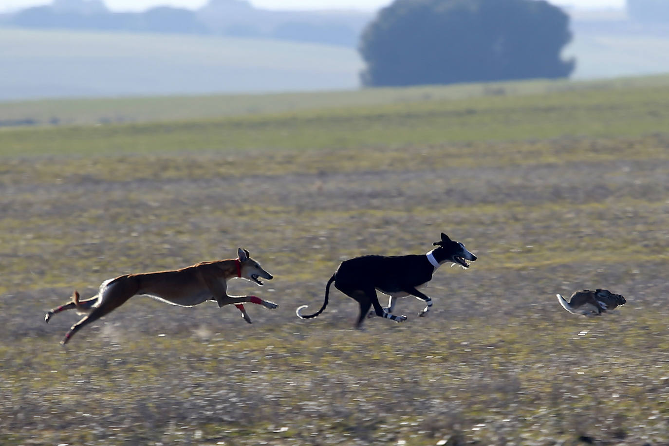 Primera jornada de cuartos de final del Campeonato Nacional de Galgos. 