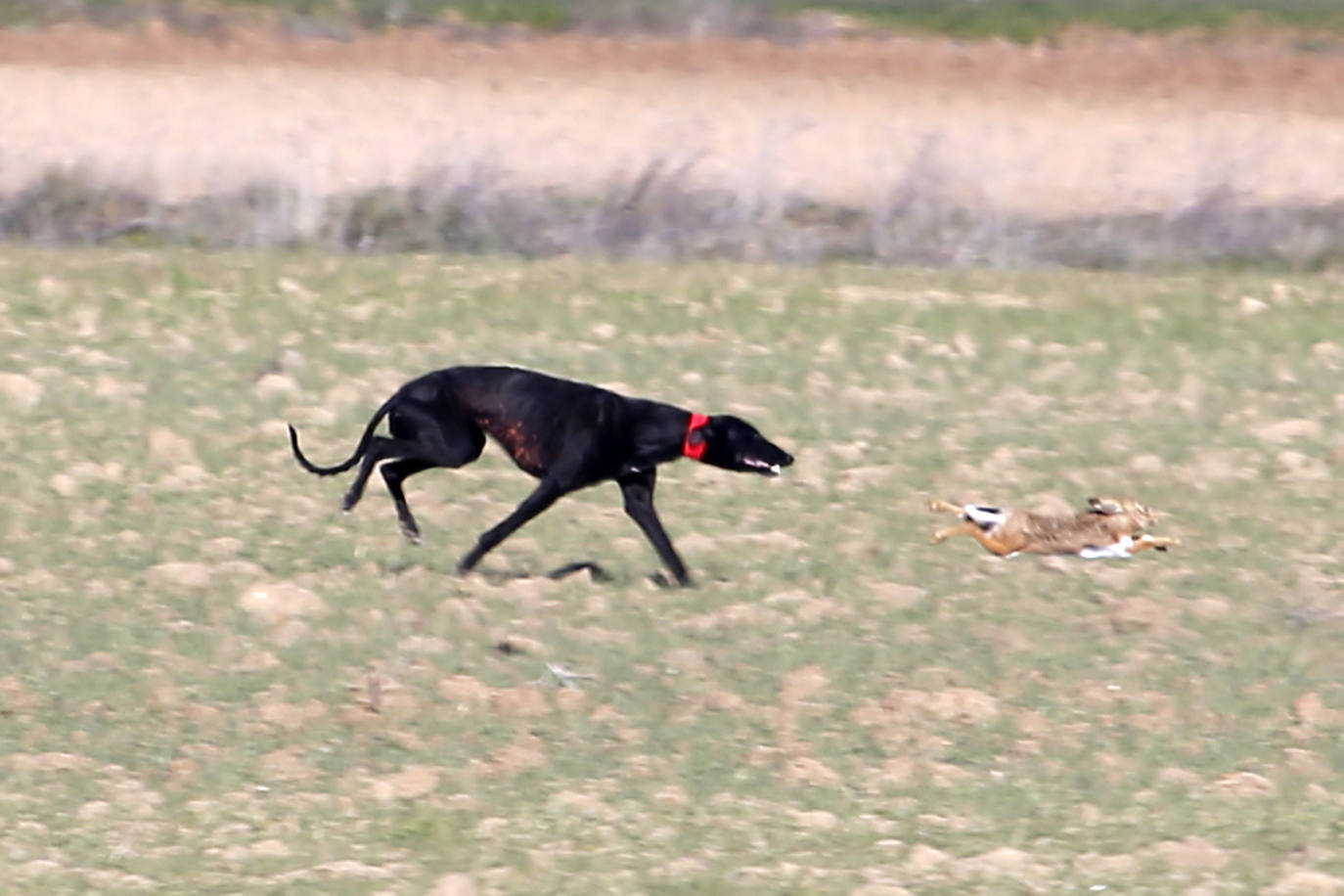 Segunda jornada de cuartos de final del Nacional de Galgos. 