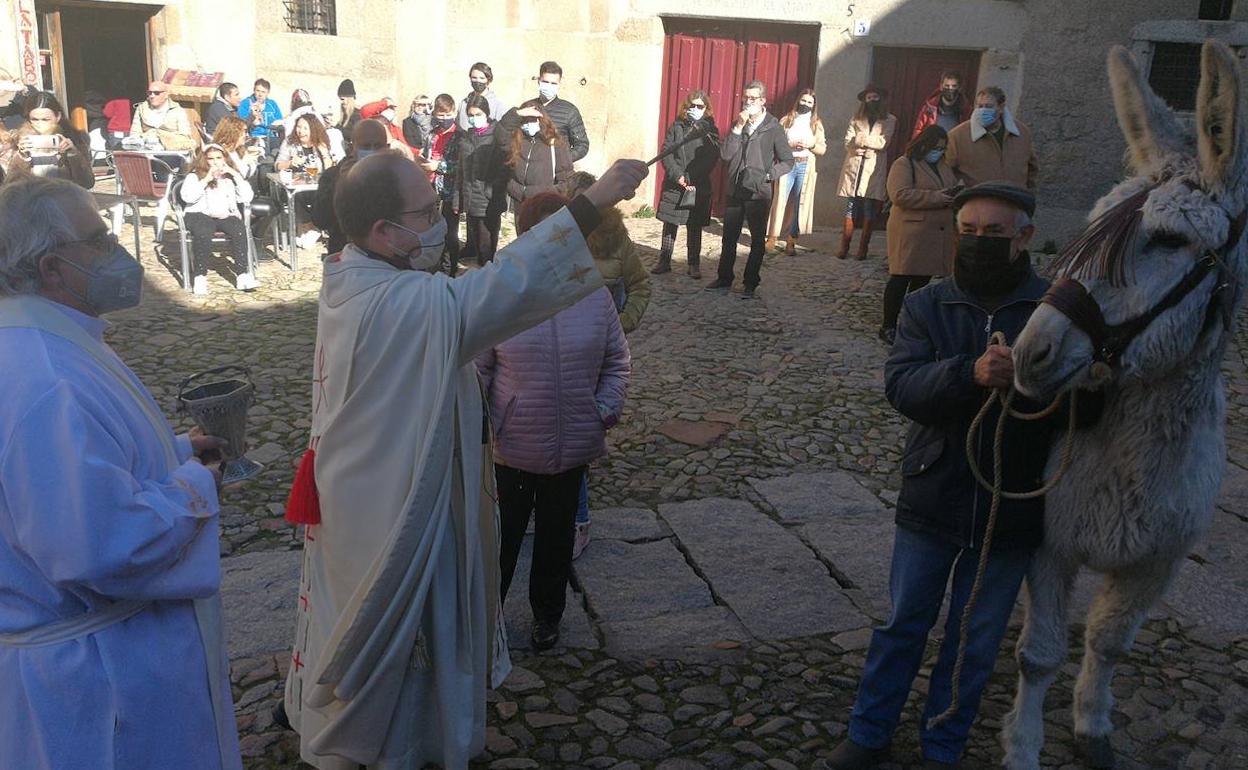 la bendición de animales propia de San Antón. 