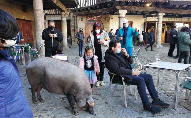 Imagen principal - El marrano de San Antón se paseó entre la gente que había en la Plaza, después una niña fue la mano inocente que sacó la papeleta ganadora de la urna y finalmente El alcalde albercano leyó el número de la papeleta ganadora en presencia de miembros de Ascol y la USAL.