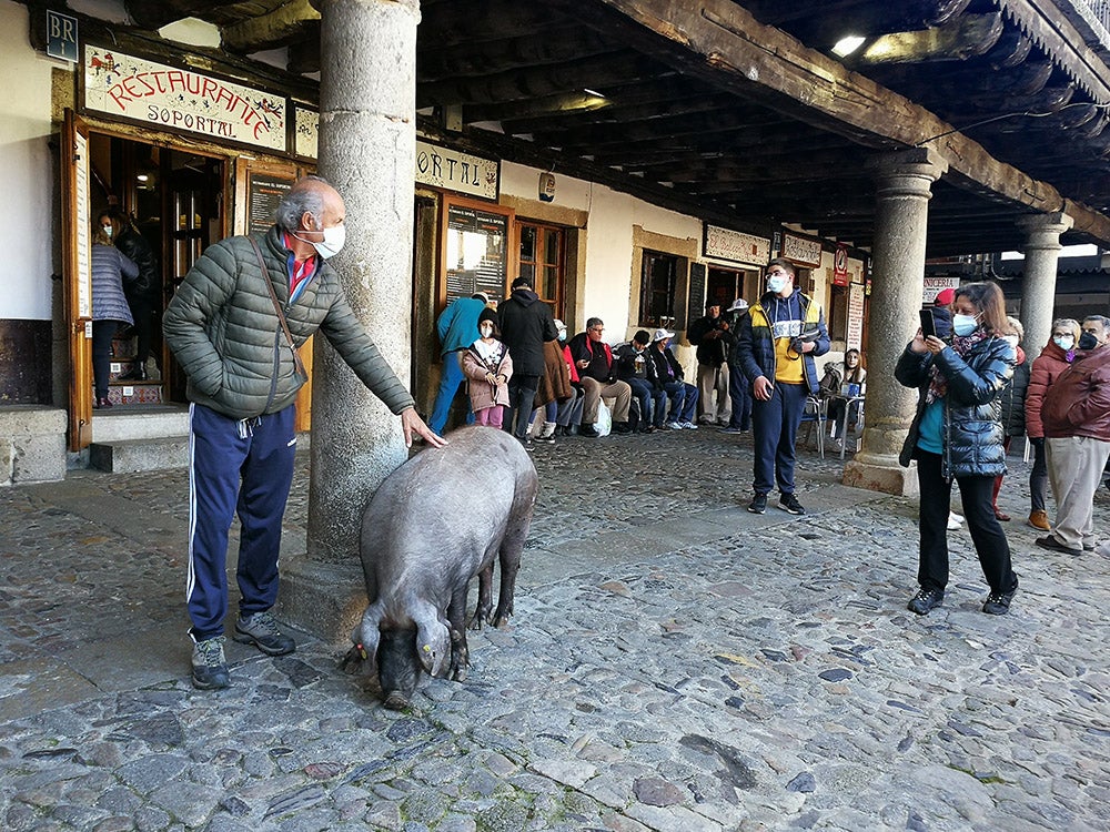 La Alberca recuerda la solidaridad del pueblo en la rifa del marrano de San Antón