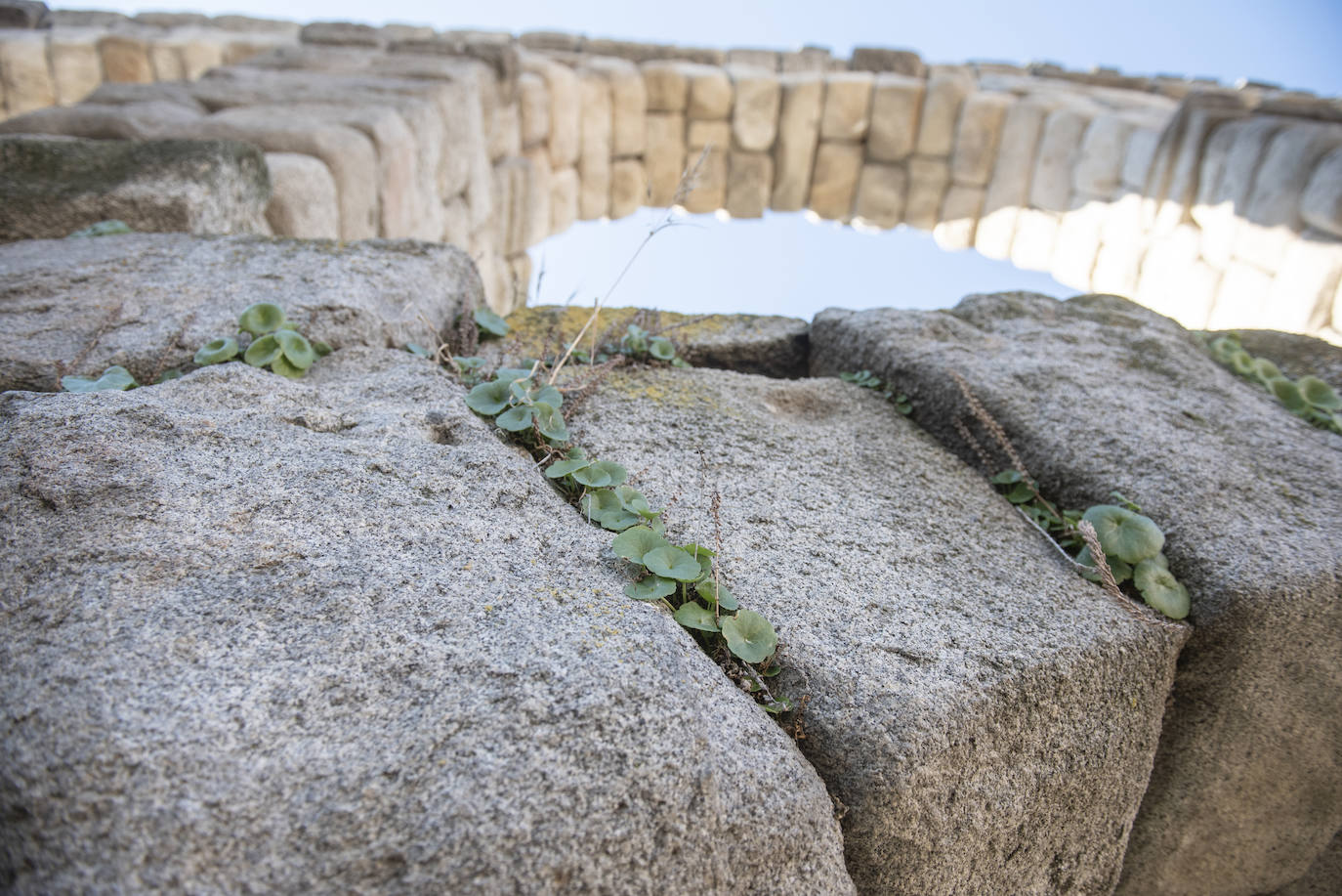 Vegetación en el Acueducto de Segovia.