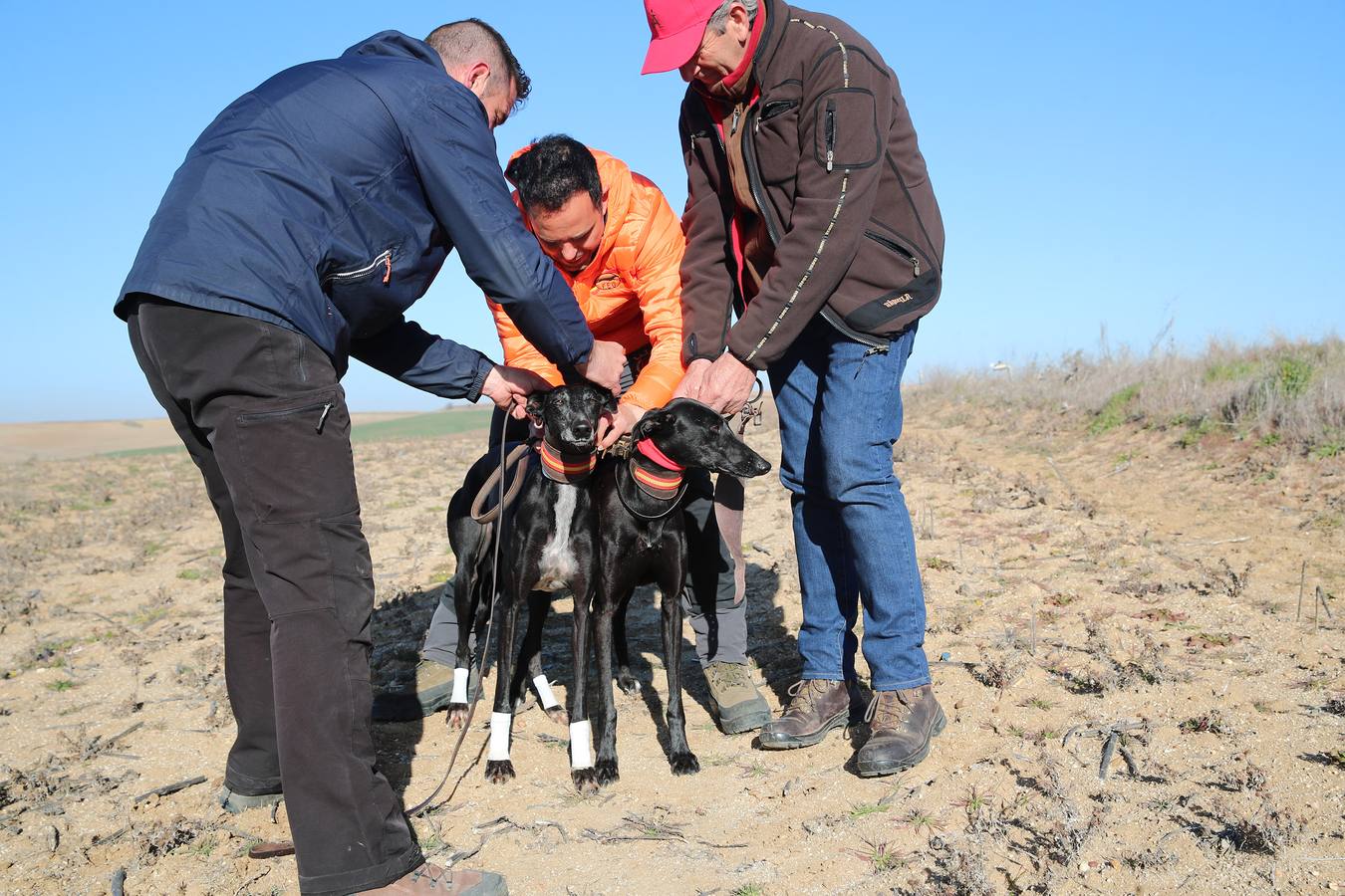 Fotos: Segunda jornada de semifinales del LXXXIV Campeonato de España de Galgos en Campo