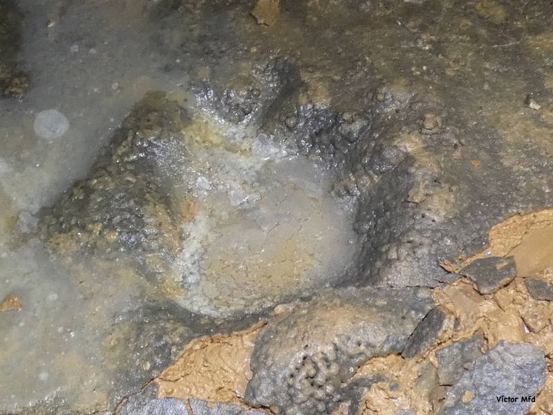 Huellas de oso cavernario halladas en la Cueva de Honseca de Velilla. 