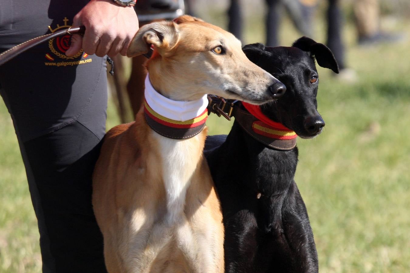 Fotos: El galgo castellano y leonés Rubio de Triki se impone en el Campeonato Nacional en Campo