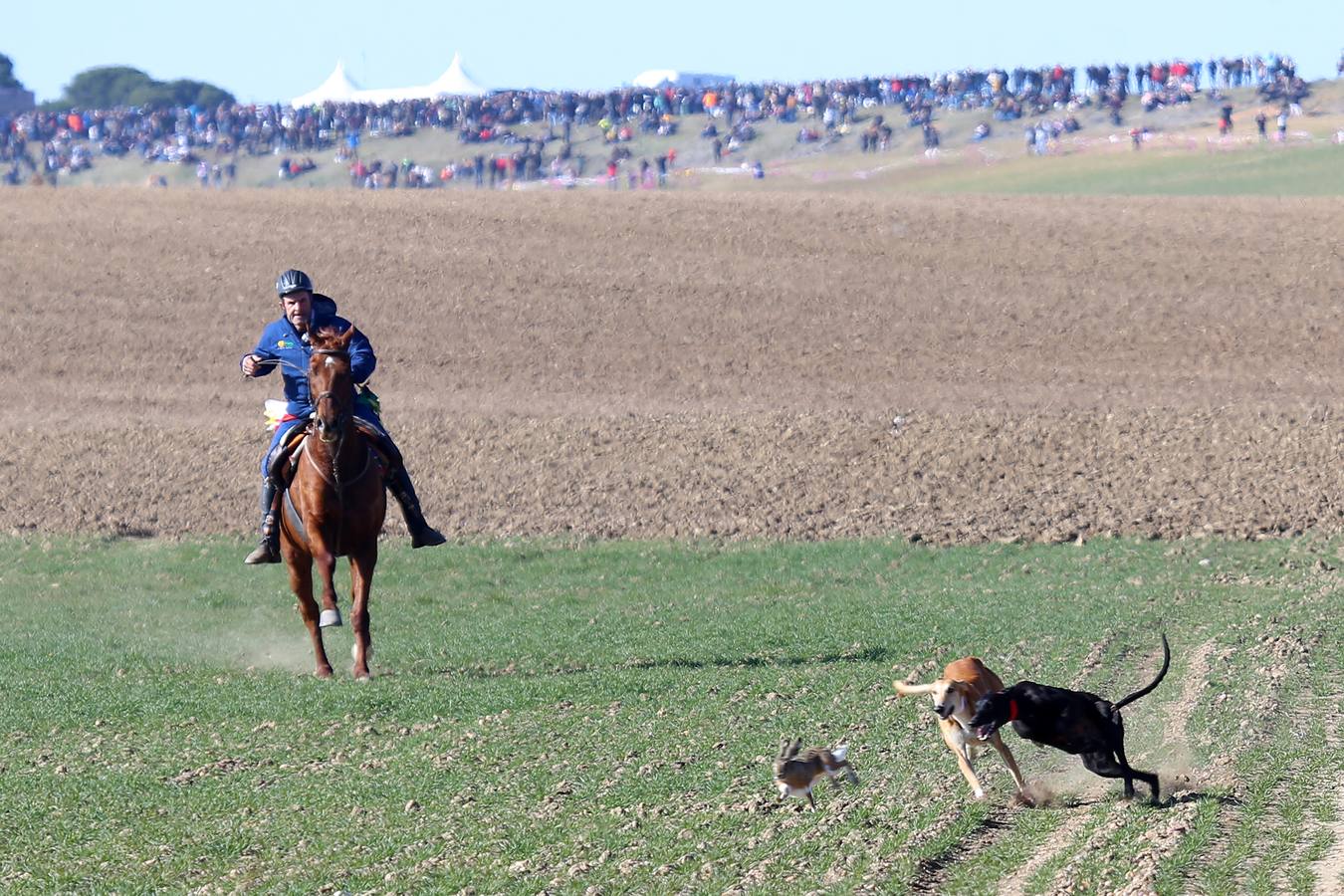 Fotos: El galgo castellano y leonés Rubio de Triki se impone en el Campeonato Nacional en Campo