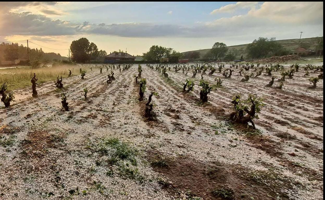 El capital asegurado por el seguro agrario alcanza los 15.590 millones, su máximo histórico
