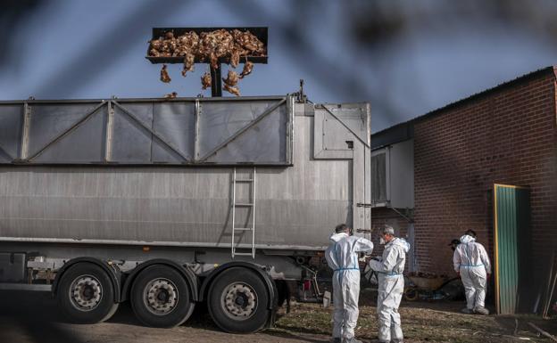 Imagen principal - Los operarios trasladan las aves muertas en la granja de Íscar.