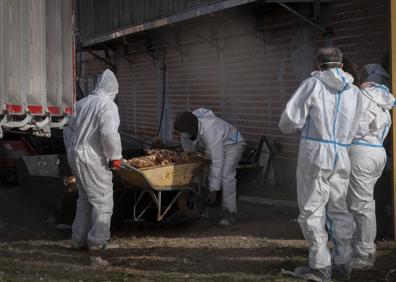 Imagen secundaria 1 - Los operarios trasladan las aves muertas en la granja de Íscar.