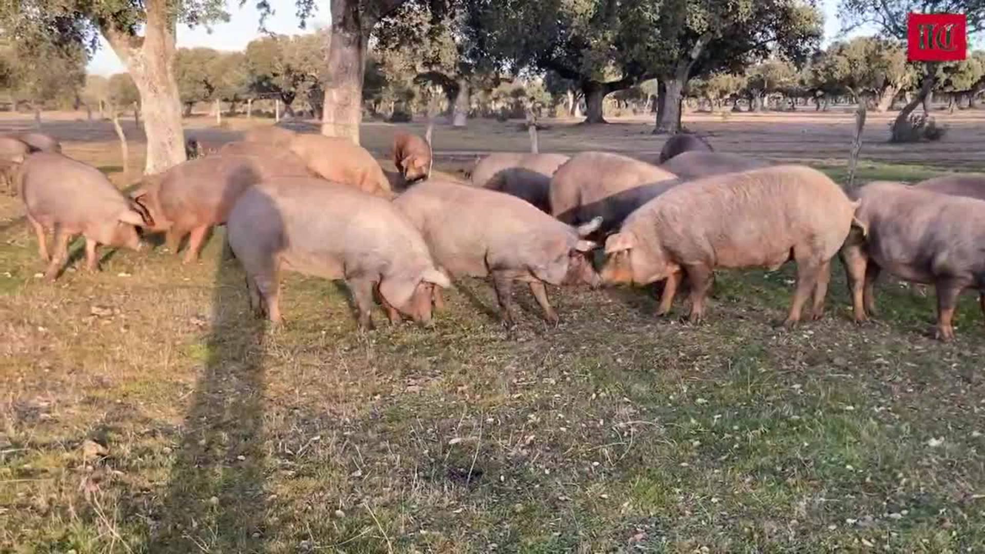 La montanera entra en su recta final