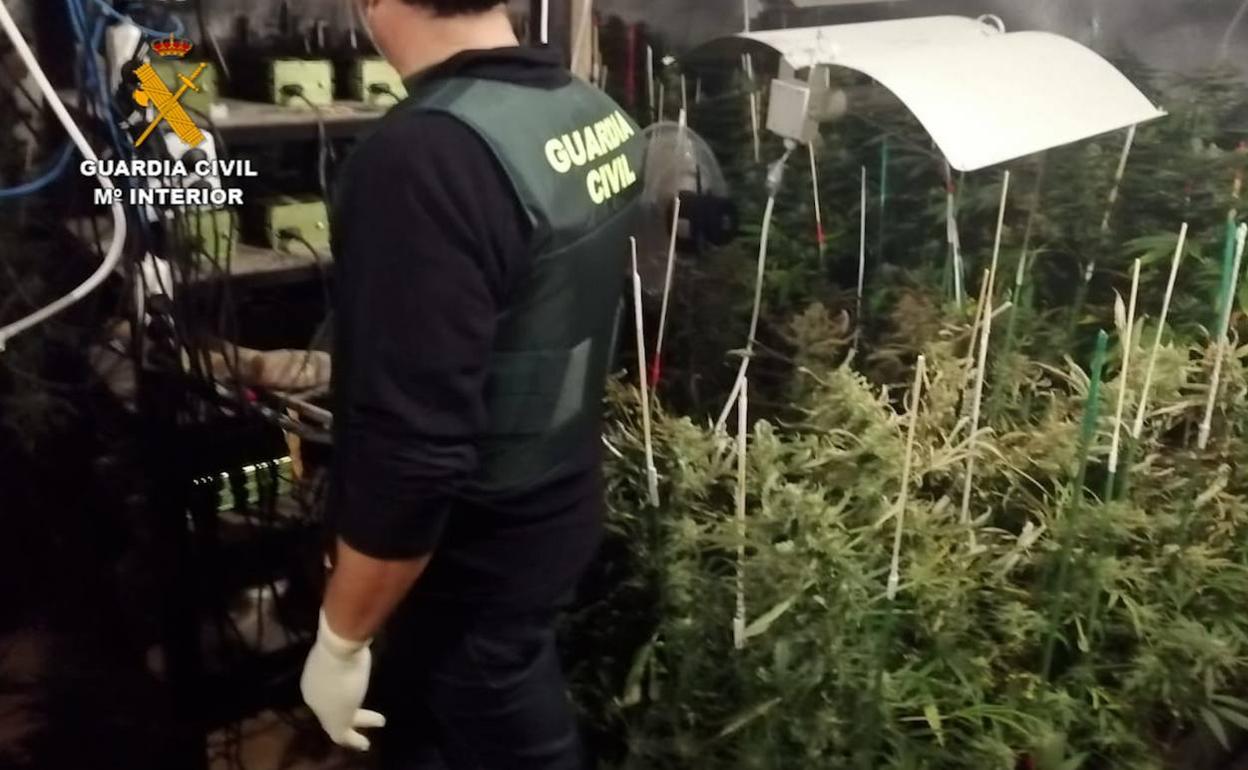 La Guardia Civil de Palencia interviene 456 plantas en un cultivo indoor de marihuana