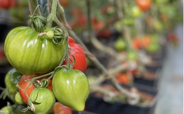 Tomates en un invernadero almeriense.